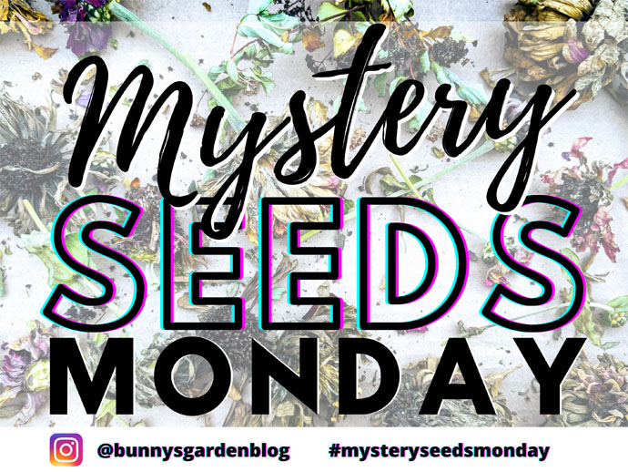 Mystery Seeds Monday Free Instagram Seed Swap for Gardeners - Graphic with Dried Zinnia Flowers and text