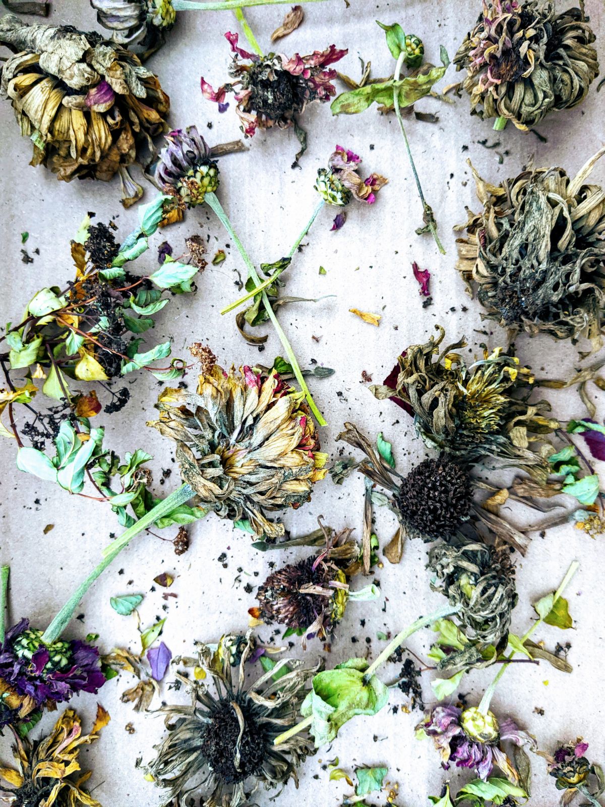 National Seed Swap Day 2021 - Dried Zinnias and flower heads for seed saving and trading