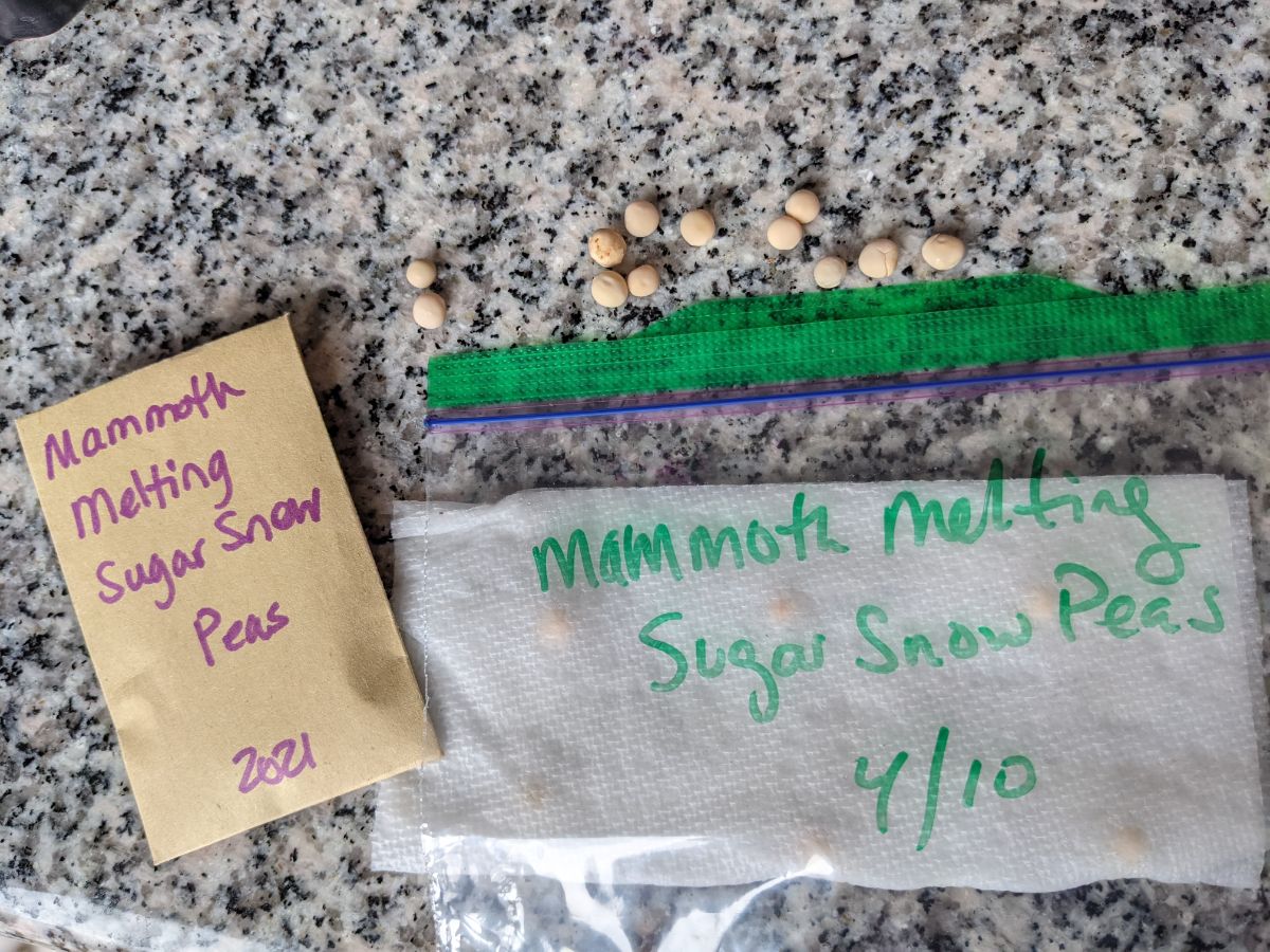 Snow peas in the paper towel method of germination