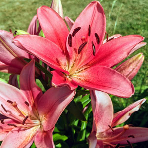 Beautiful Pink Asiatic Lily Flowers in a Backyard Garden