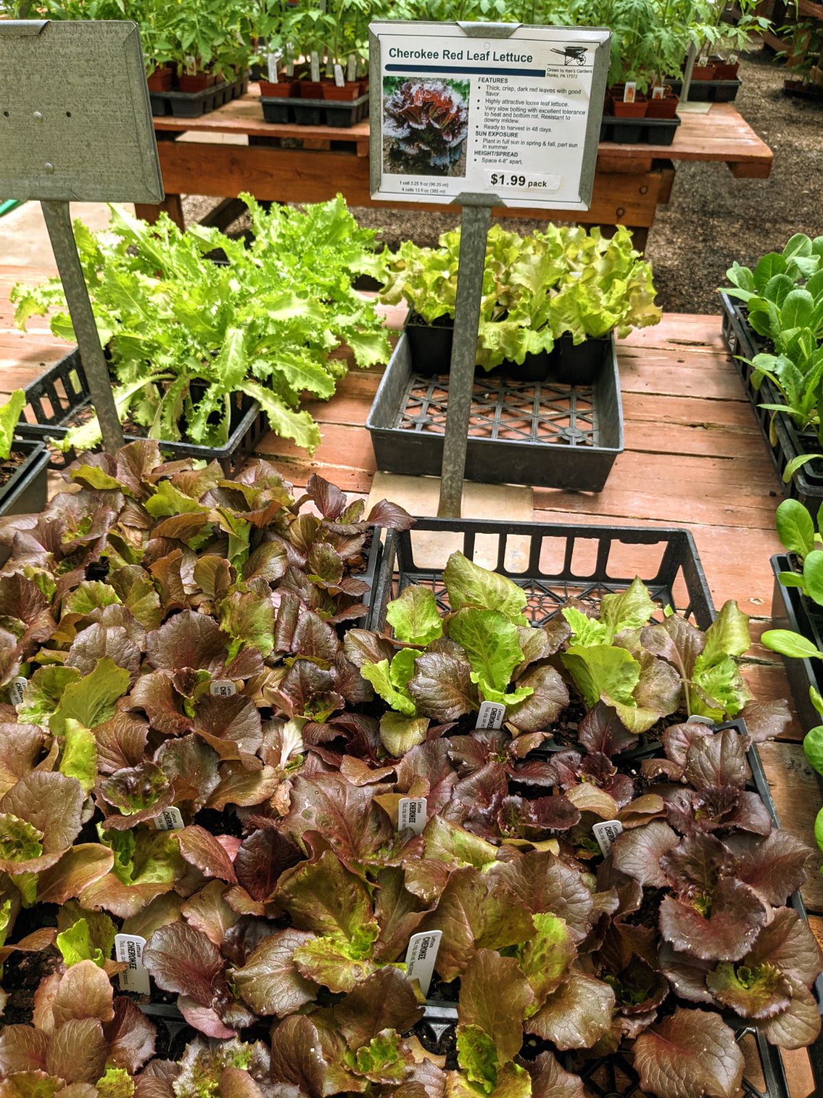 Red leaf lettuce for sale at Ken's Gardens in PA