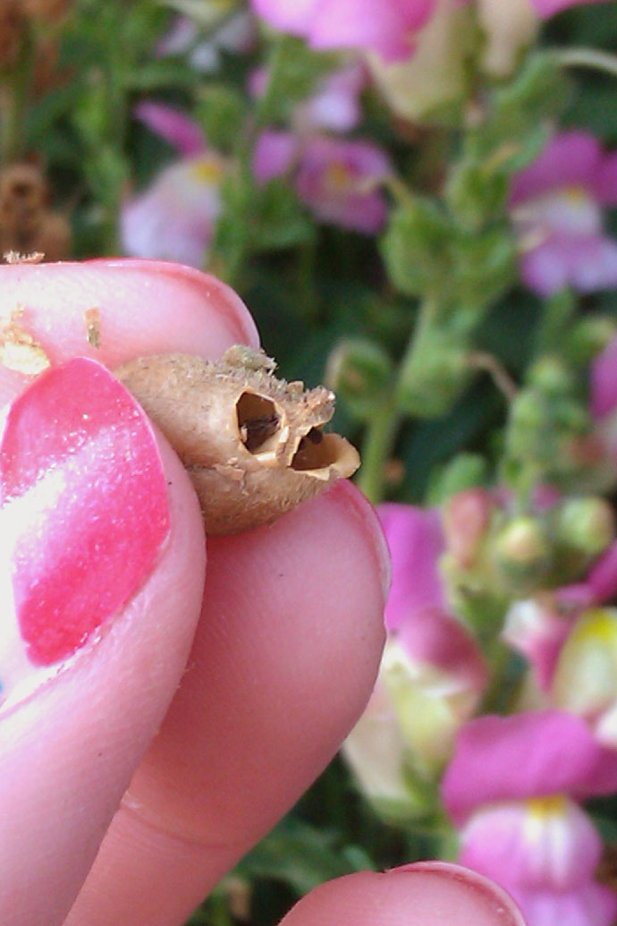 Woman's Manicured Fingertips Holding Small Brown Snapdragon Seed Pod with Purple Snapdragons in the background