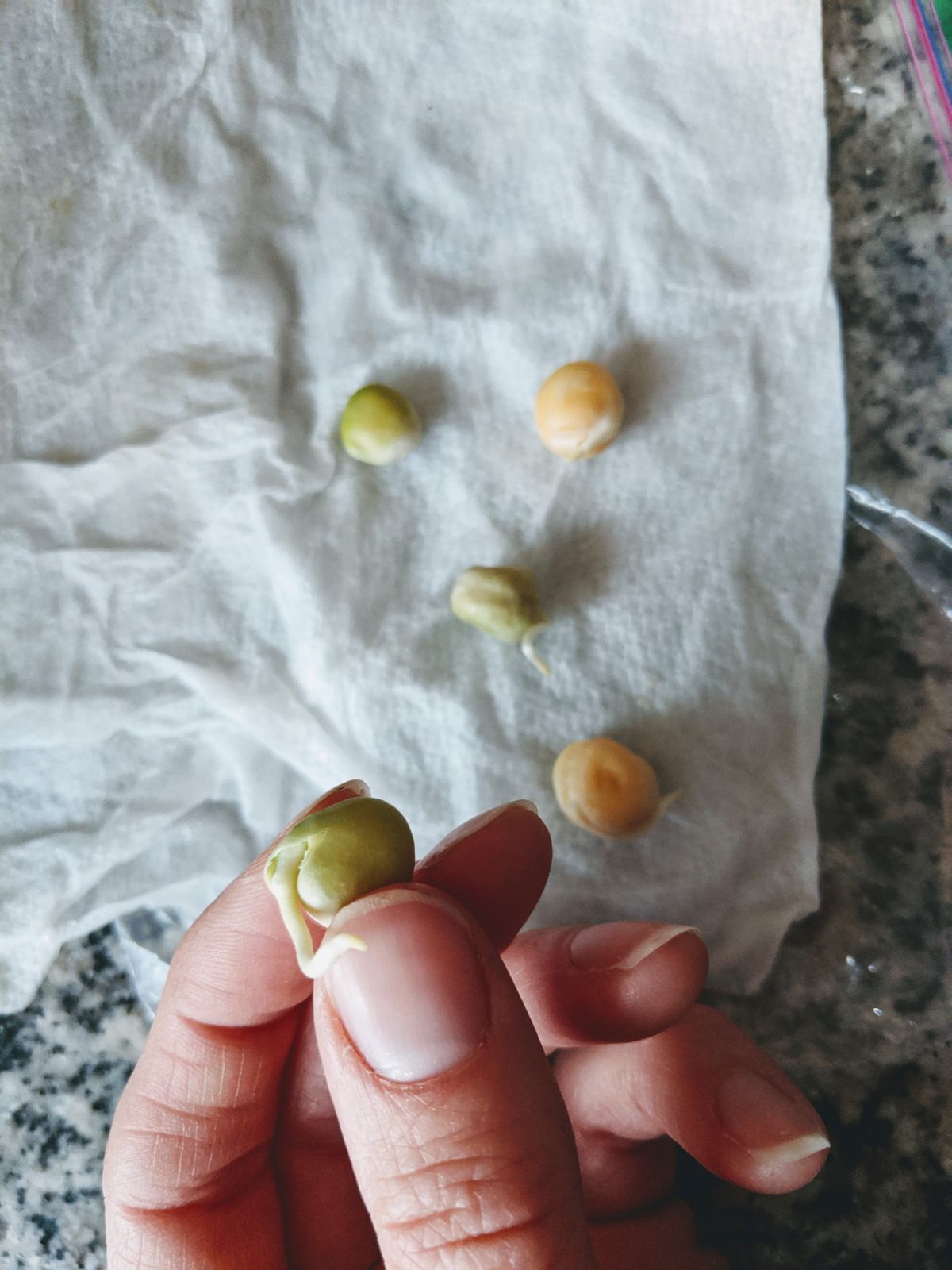 Snow Pea Seed Germination in Paper Towel Method - Woman's Hand Holding Snow Pea Seed with Exposed Radicle