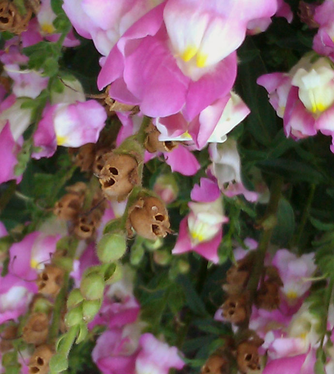 Antirrhinum Skull Seed Pods with Purple, White and Yellow Snapdragons - Note the Photo is Upside-Down to show the Skull Resemblance!