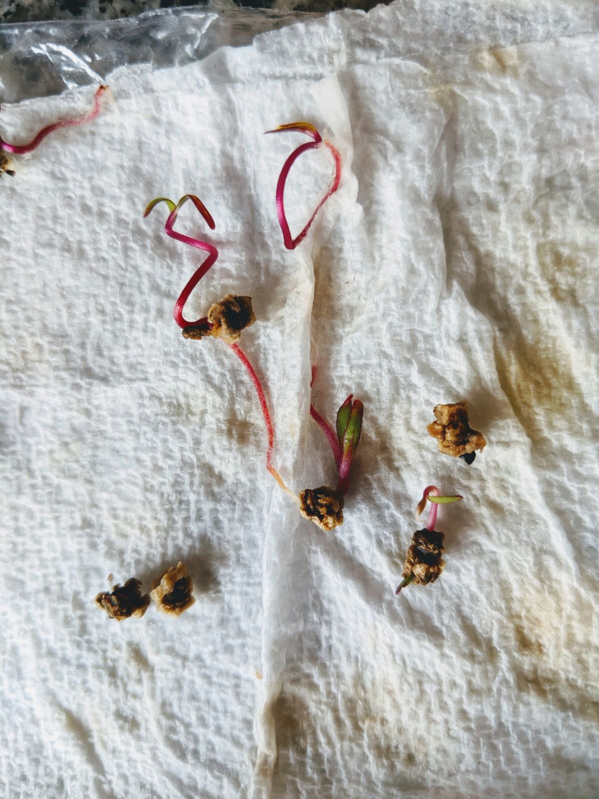 Beet seeds germinated in baggies with paper towels