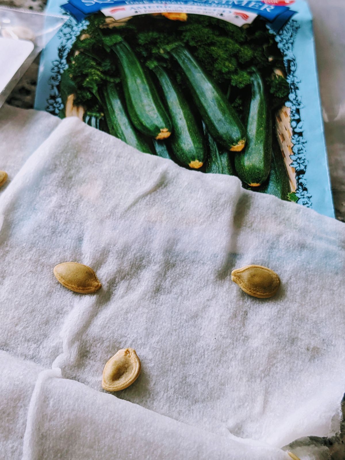 Sprouting zucchini summer squash seeds in baggies