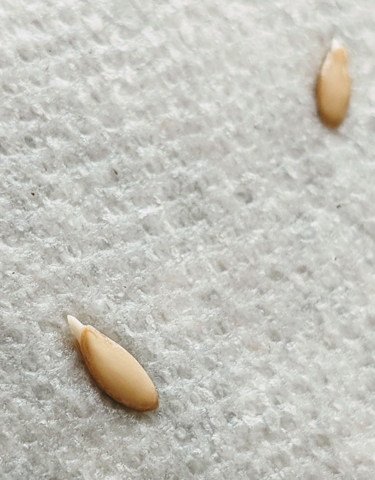 Sprouting seeds on paper towels