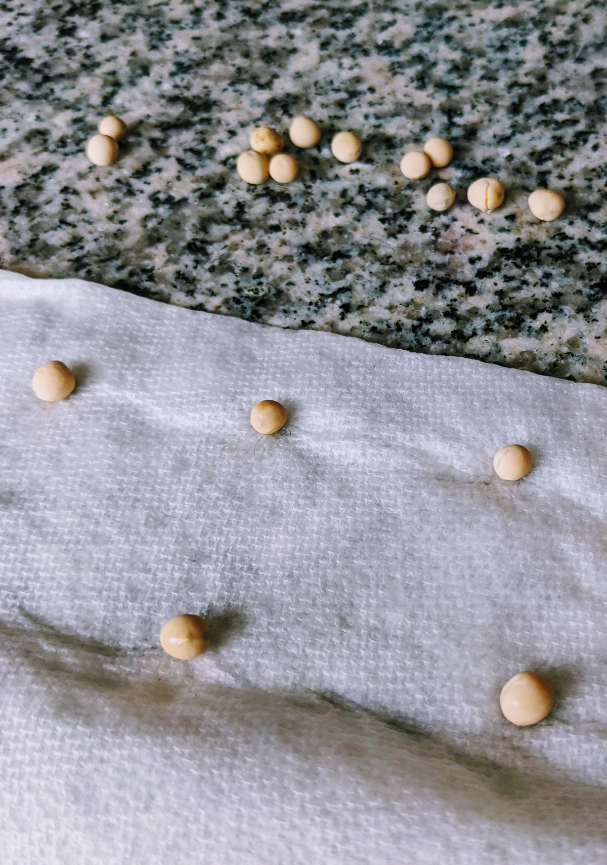 Starting snow peas in wet paper towels