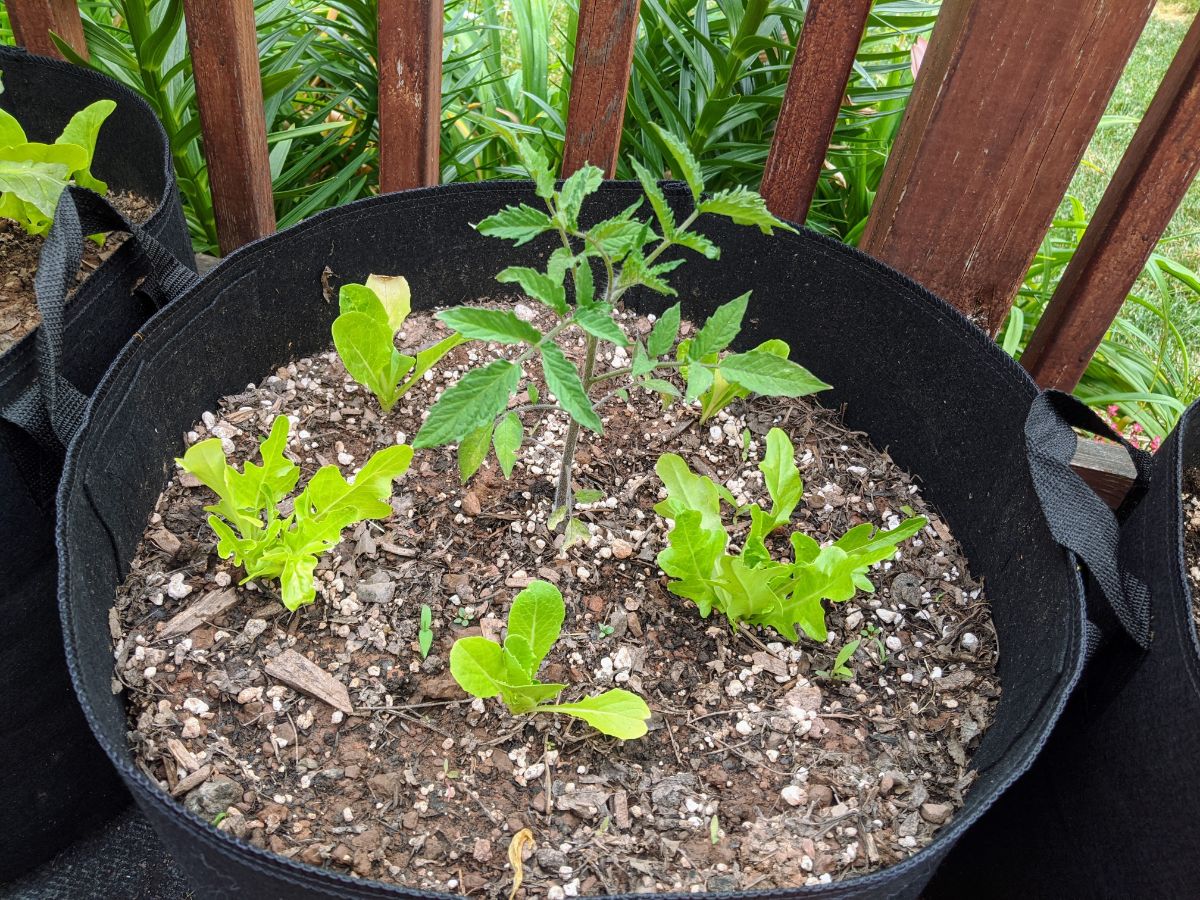 Planting lettuce in grow bags under tomatoes to shade them and help prevent bolting