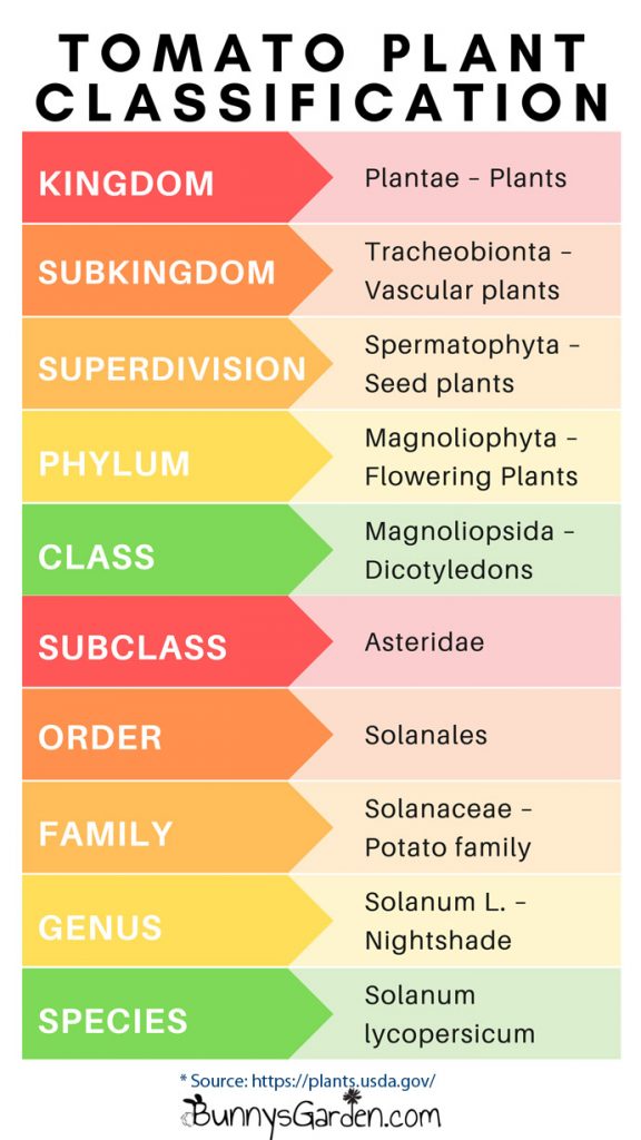 Scientific Name for Tomato - Tomato Plant Classification Chart