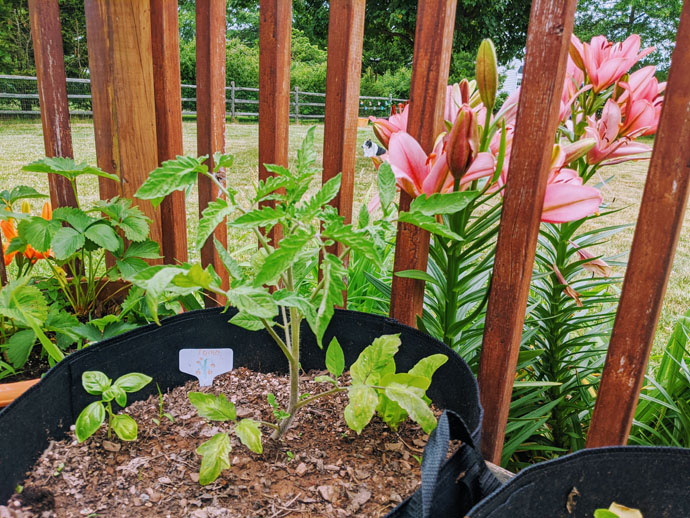 Tomato Companion Plants - Basil! Tomato and Basil Plants in Garden Grow Bag on Wooden Deck with Pink Lilies and Border Collie in the Background