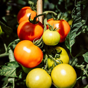 Companion Planting - Tomatoes on the Vine in the Garden or on the Farm