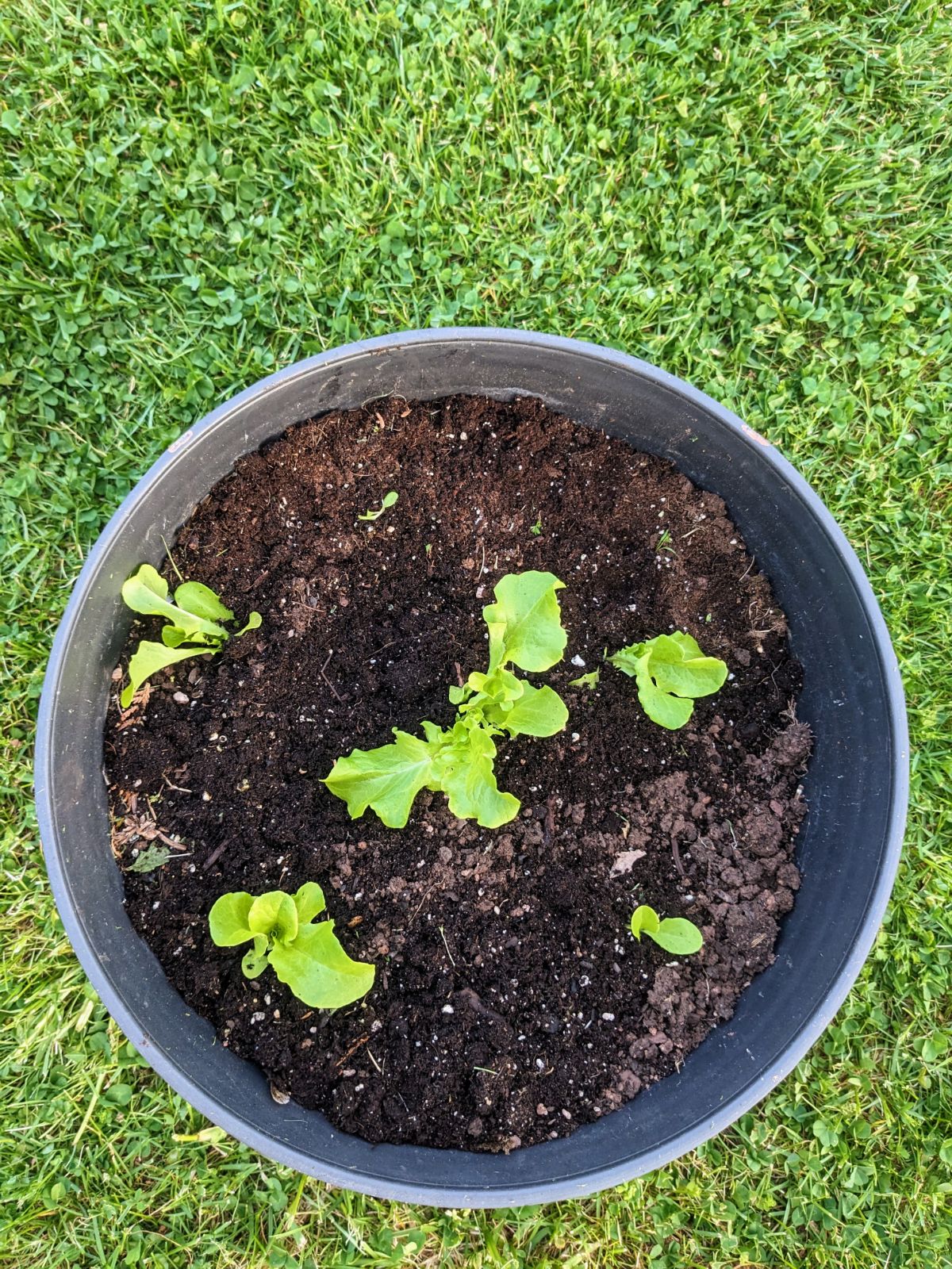 Overhead view of lettuce starts transplanted into a container