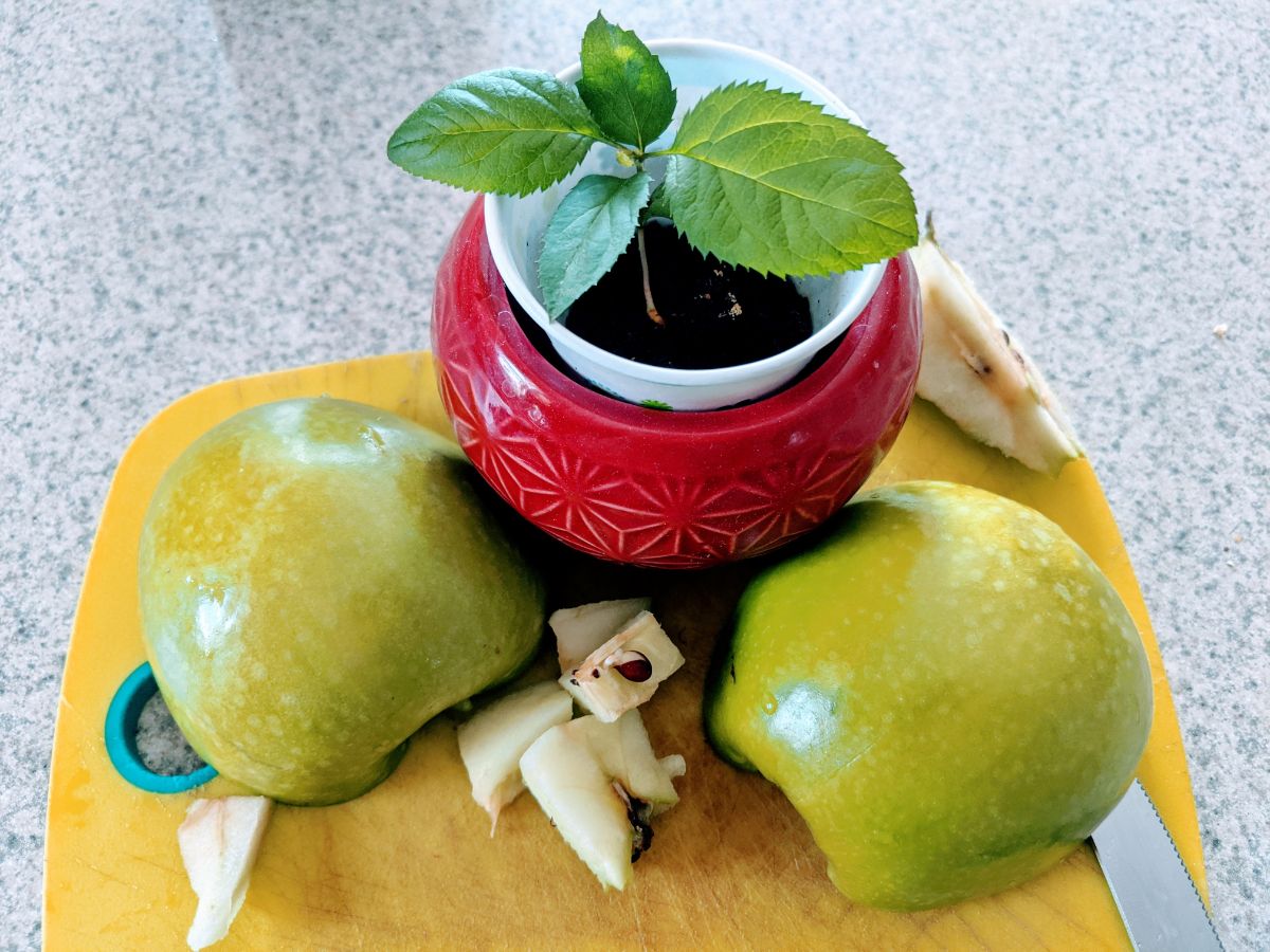 Apple Seed Growing inside Cut Granny Smith Apple with a Small Baby Apple Tree in a Red Pot