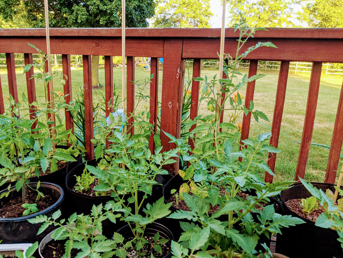 Companion Plants for Tomatoes - Roma Tomato Plants in Black Grow Bags on a Wooden Deck