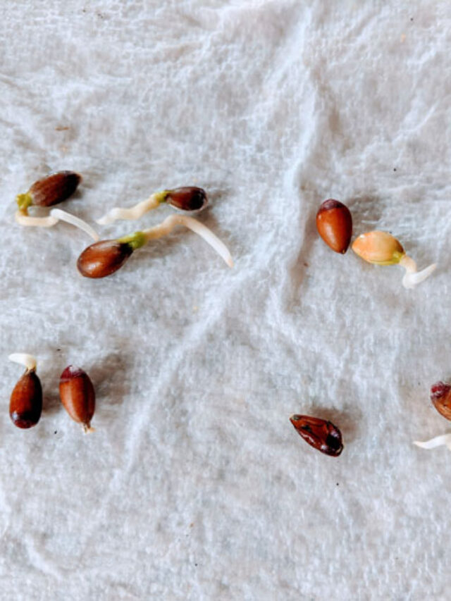 Paper Towel Method of Germinating Seeds in Hours or Days (Like I Did!)