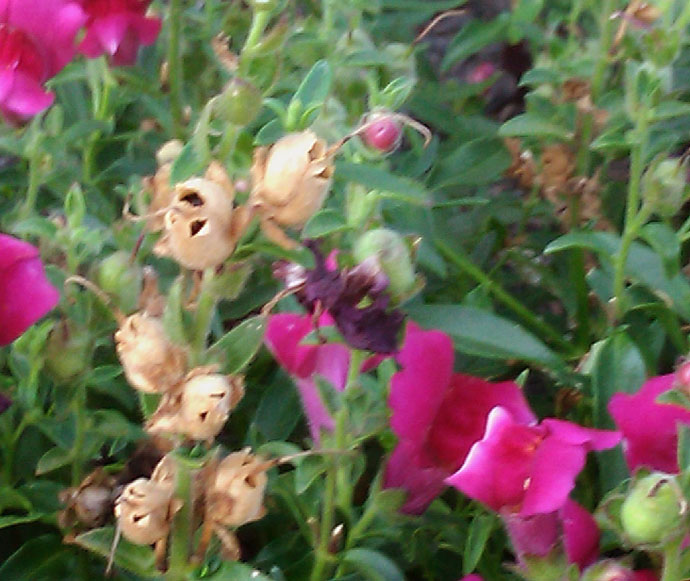 Dark Pink Snapdragon Flowers with Brown Seed Pods