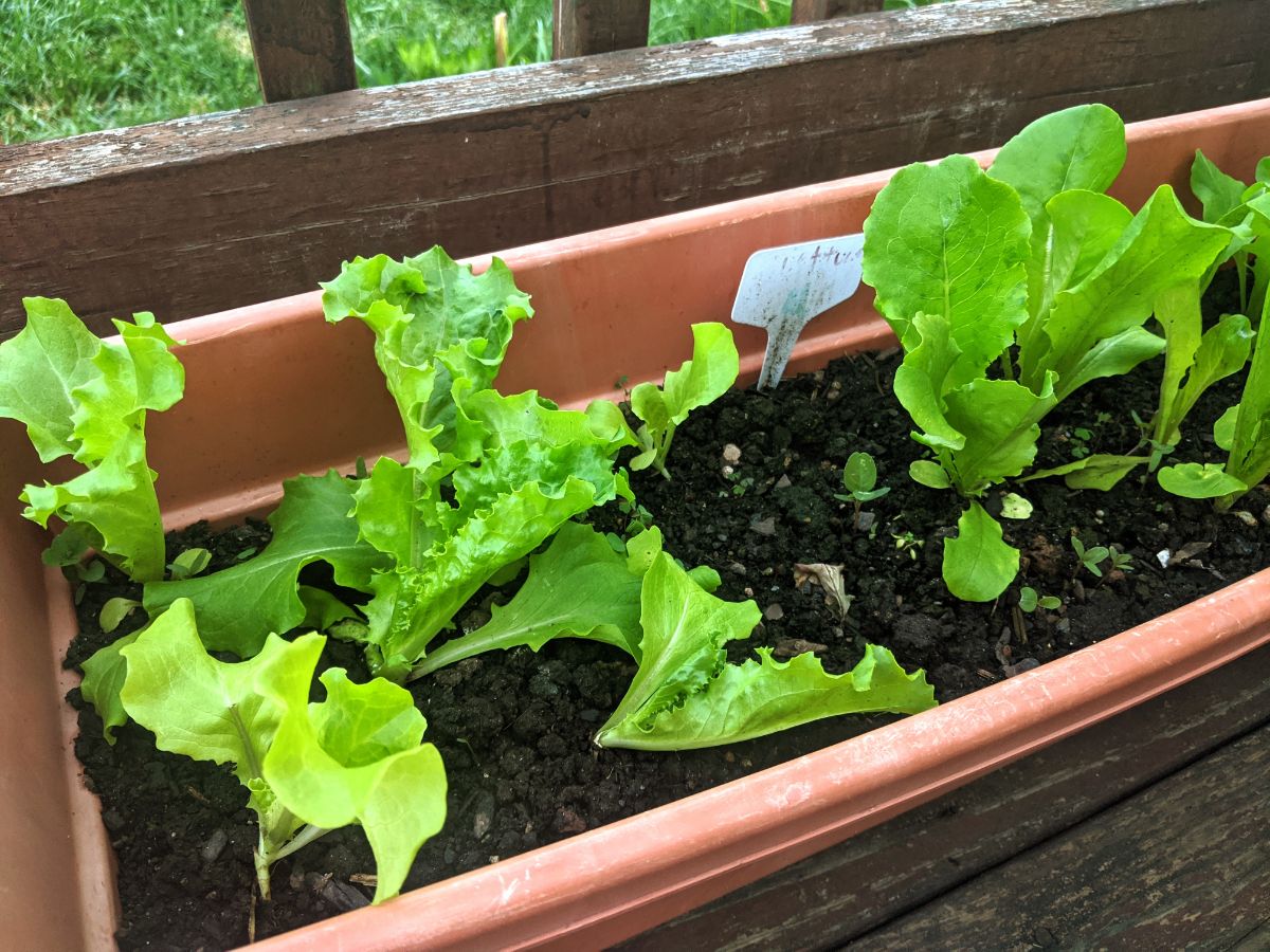 Loose leaf green lettuce growing in a rectangular window box style planter on the deck