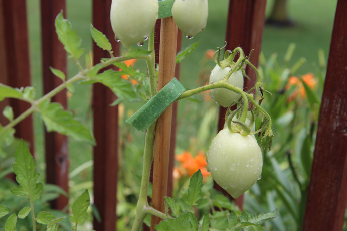 Growing Roma Tomato Plants in Pots on a Wooden Deck - Romas are Determinate Tomato Plants
