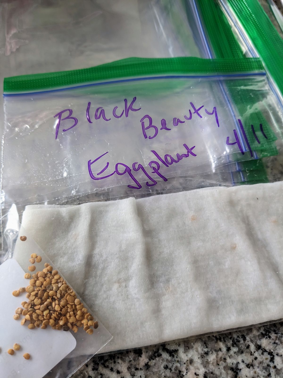 Black Beauty Eggplant seeds and a wet paper towel and plastic sandwich baggie