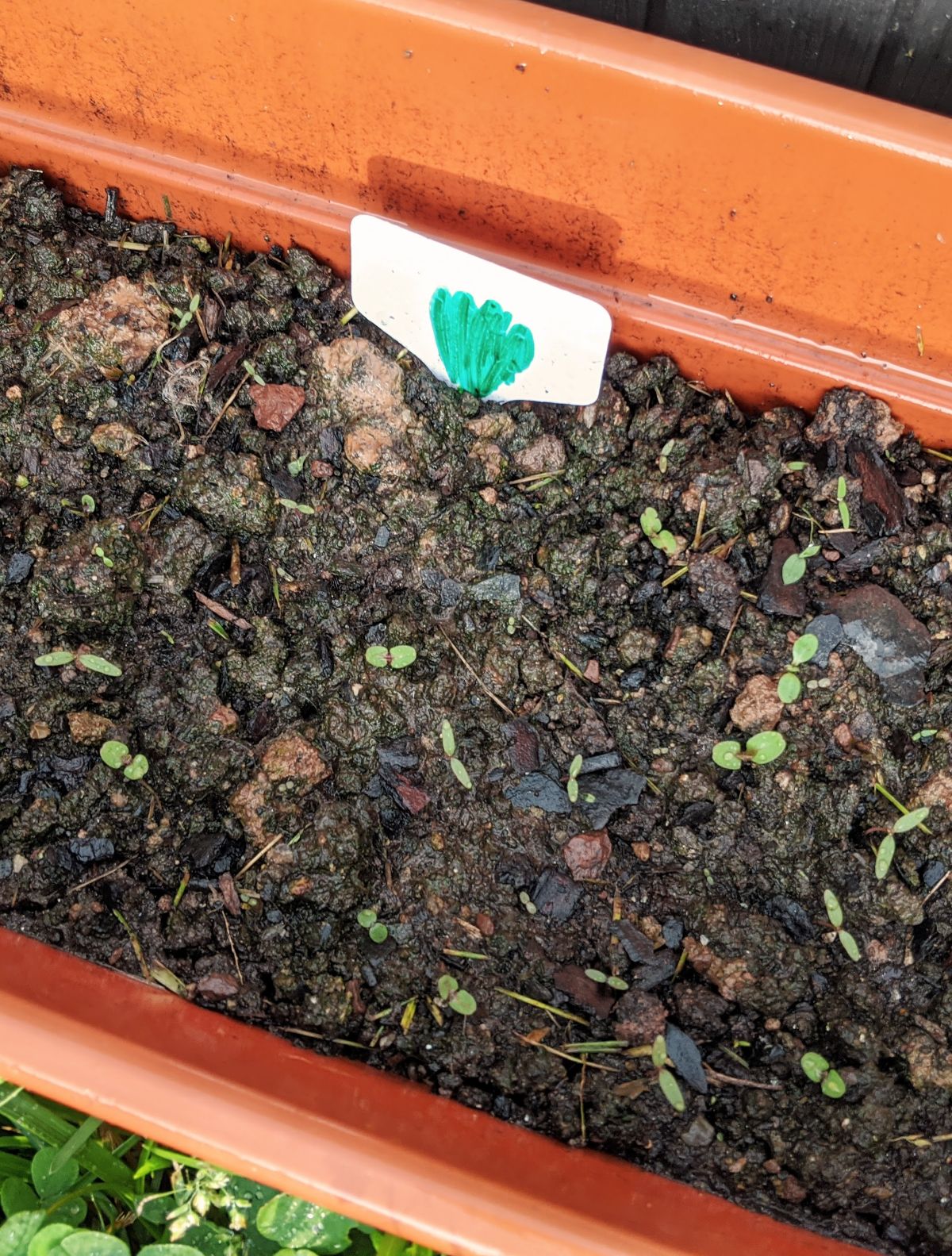 Rectangular planter full of lettuce seedlings with a hand-drawn plant tag