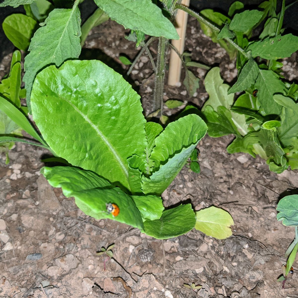 Ladybugs on lettuce in grow bag container garden