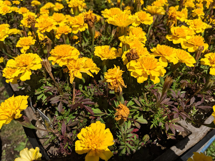 Yellow Marigolds Tomato Companion Plants