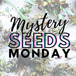 Mystery Seeds Monday – Amazing Free Seed Swap