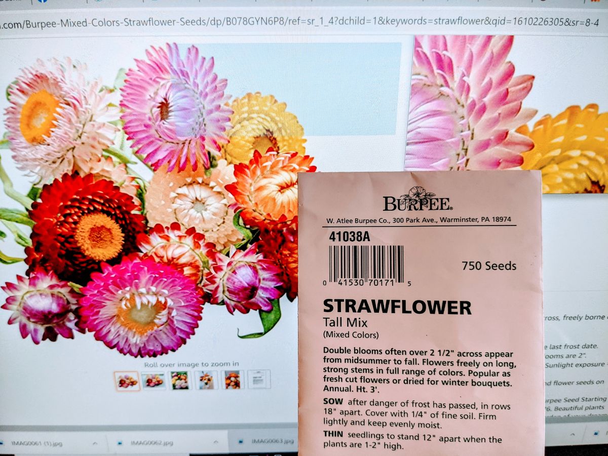 Strawflower seeds packet next to photo of pink and orange blooms.