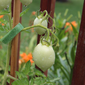 Ultimate Tomato Plant Care Tips Cheat Sheet