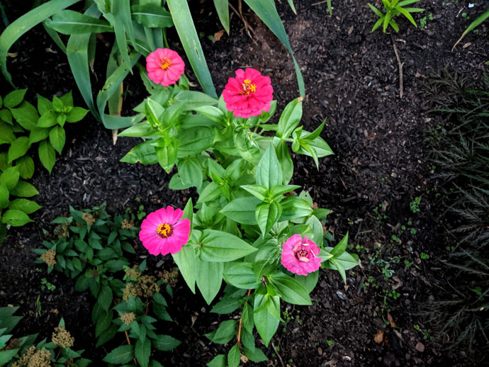 Zinnias Companion Planting Tomatoes - Pink Zinnias in a garden bed