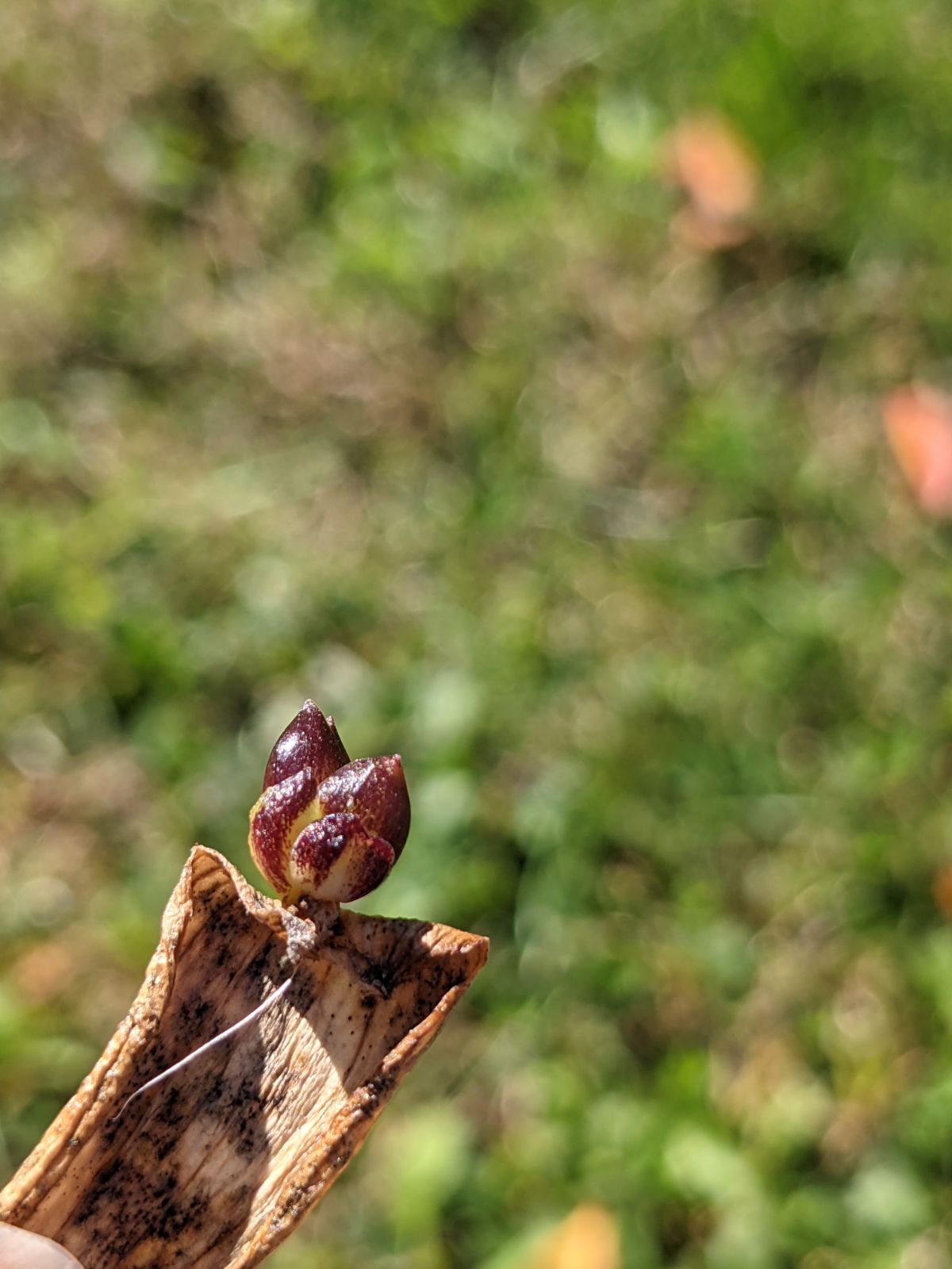 Purplish lily bulblet on a piece of dried lily foliage or stem