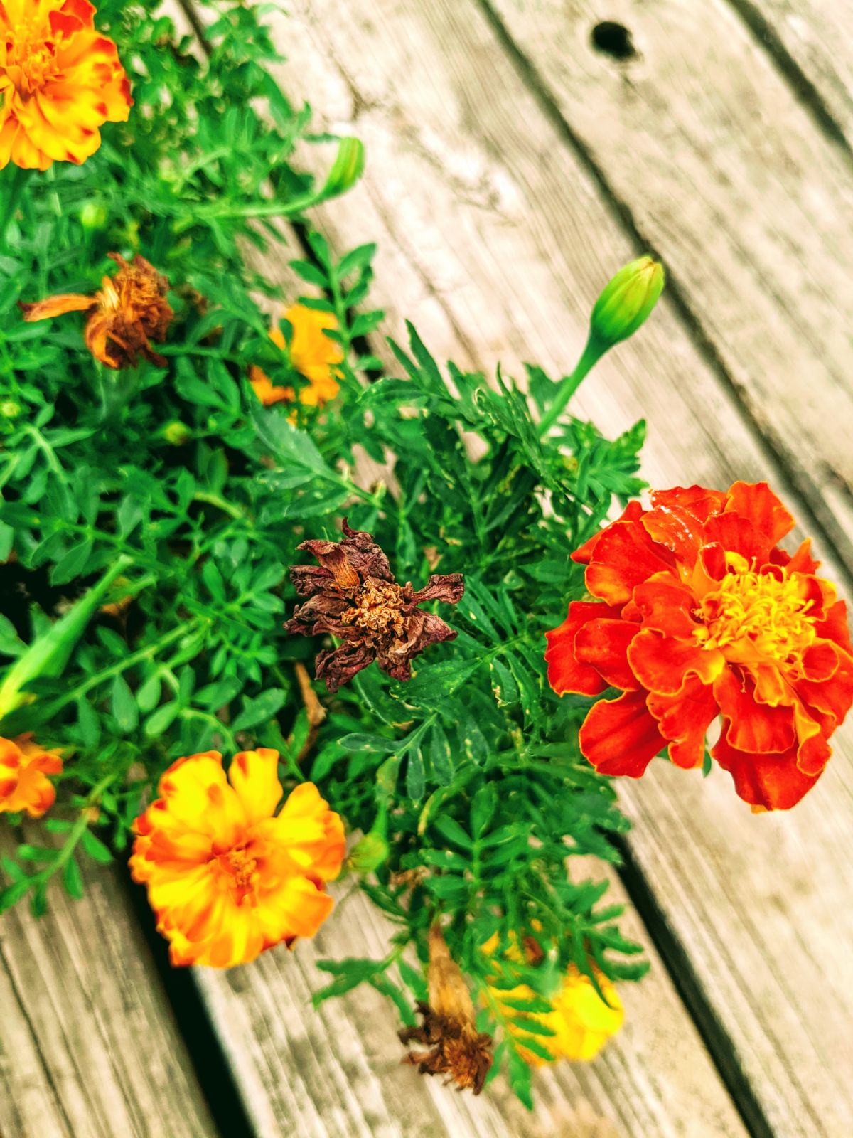 Colorful marigolds with spent blooms