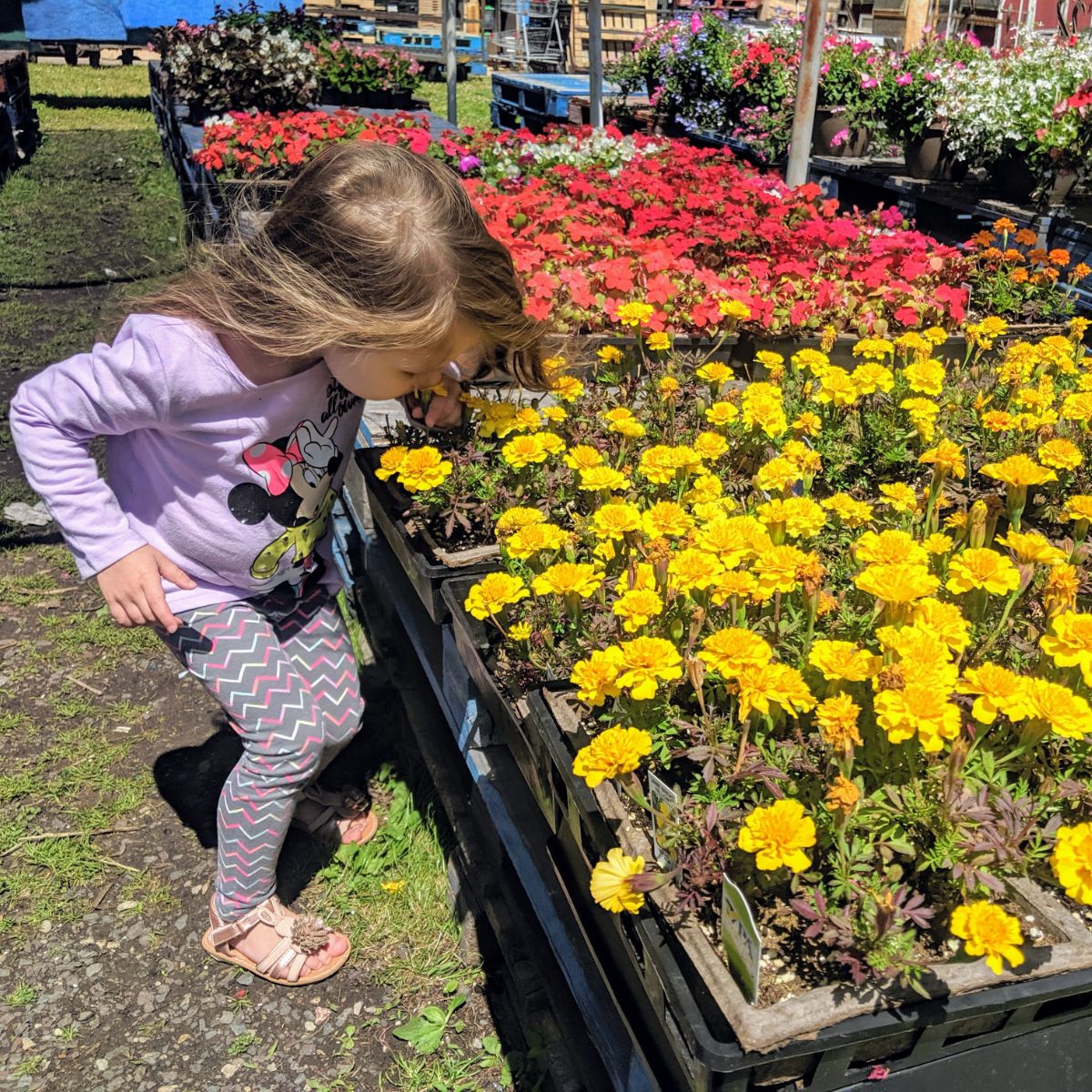 Large Tray of Yellow Marigolds for Sale, Little Girl Sniffing Flowers