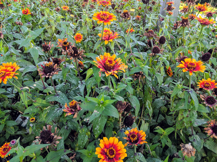 Red and Yellow Zowie Zinnias with Deadheads Spent Blooms