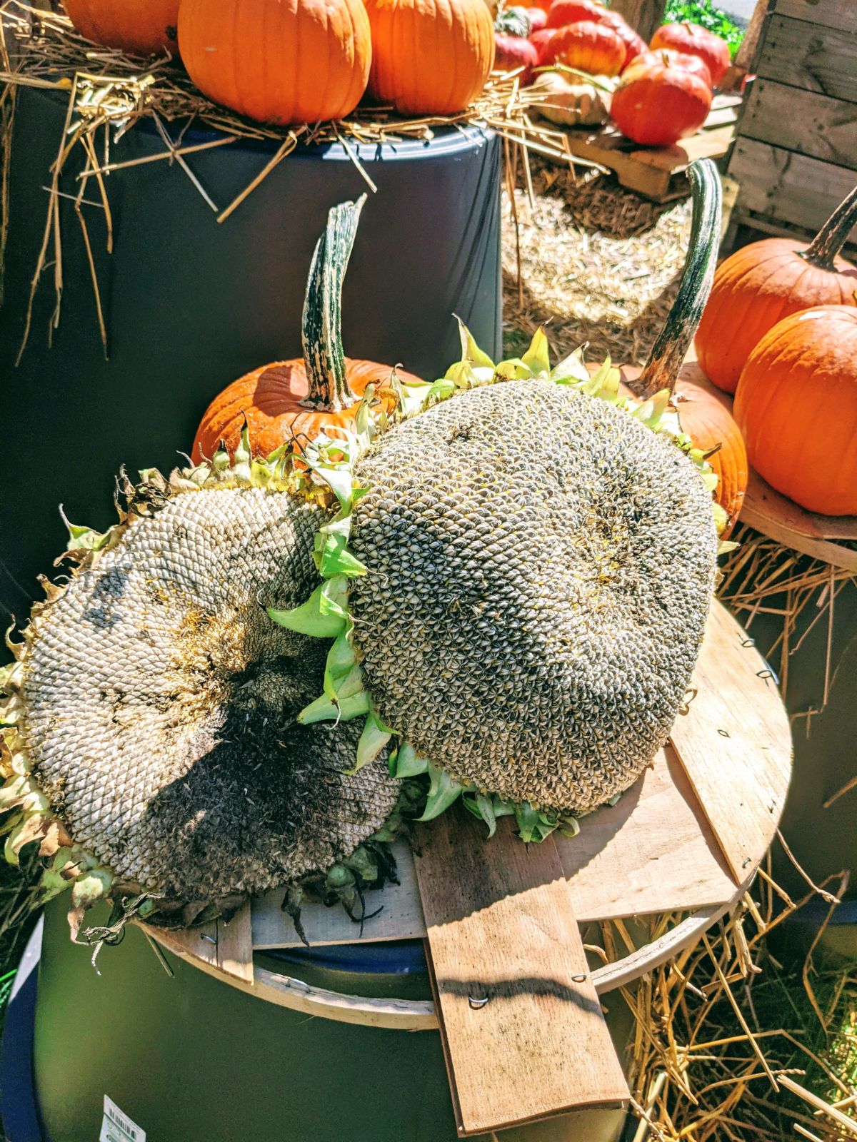 Fall decorating with dead sunflower heads and orange pumpkins 