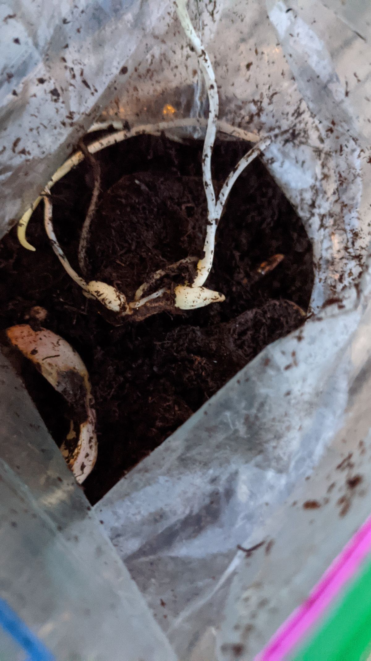 Tiny baby lily bulbs growing from scales in a zip-top baggie