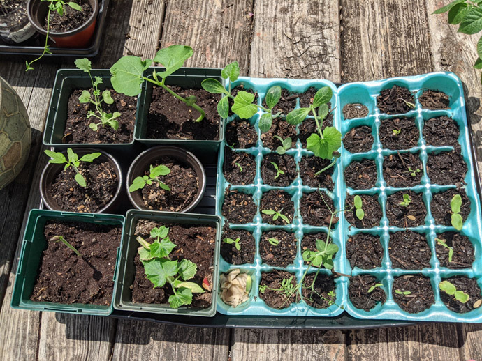 Hardening off seedlings in trays and egg cartons on the deck in the sun - tomatoes, pumpkins, cucumbers, and more