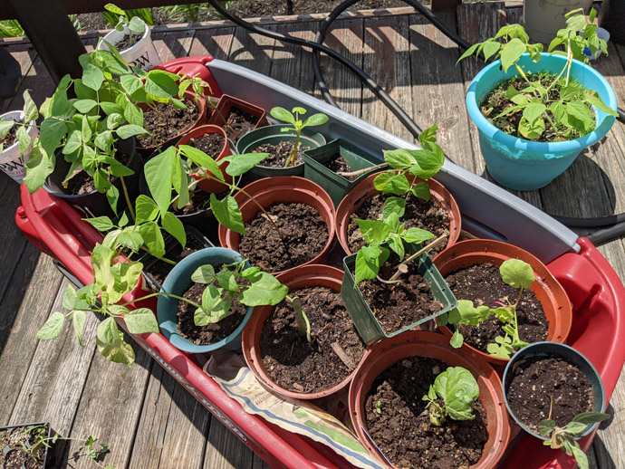 Hardening Off Seedlings in a Red Wagon in the Sun on the Deck