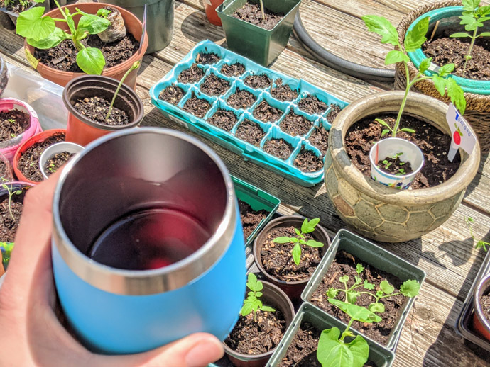 Enjoying a Glass of Wine while Hardening off Seedlings on the Deck in the Sun