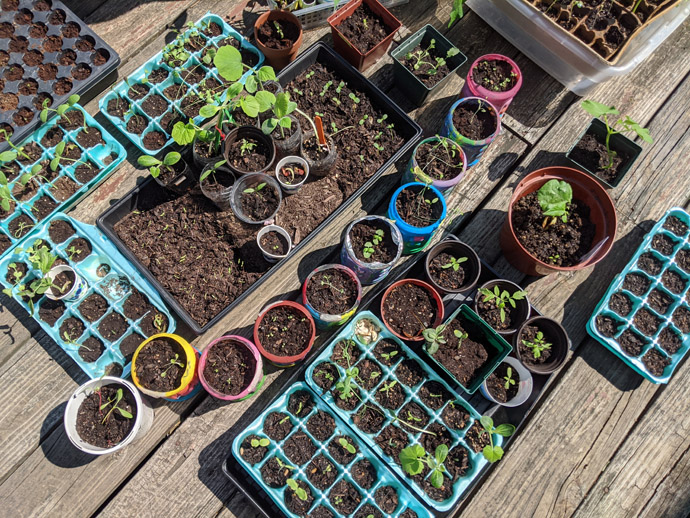 Hardening Off Seedlings on the deck in the sun to get them ready for transplanting