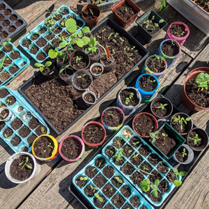 Hardening off Seedlings before Transplanting (6 Easy Hacks)