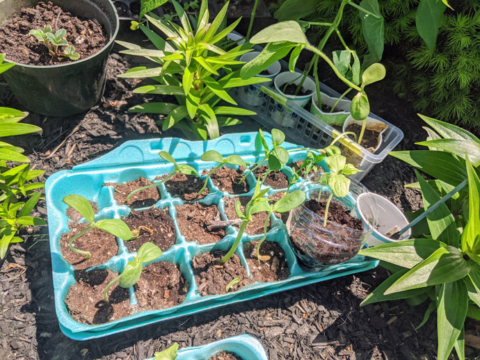 Hardening off Seedlings in Egg Carton in the Garden