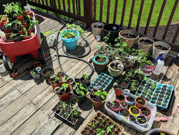 Large spread of seedlings hardening off on the deck in the sun, lots of trays and pots and egg cartons of seedlings