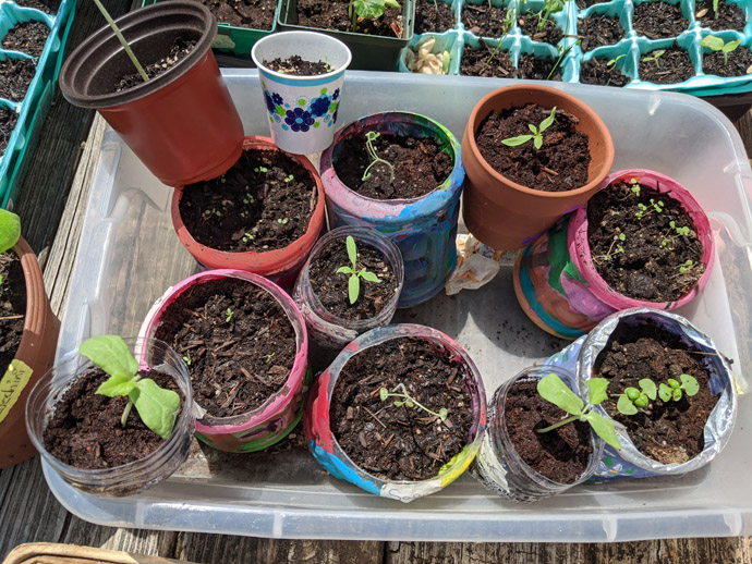 Hardening Of Seedlings in colorful pots in a Basin Container