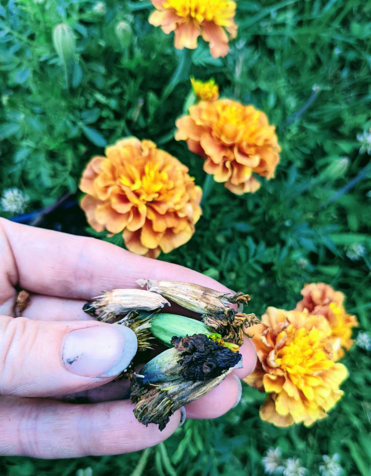 Hand holding marigold deadheads from Strawberry Blonde marigold plant