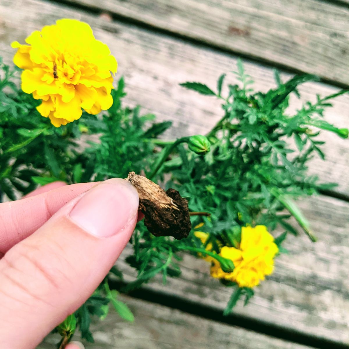 Hand removing deadhead marigold seed head from yellow flower