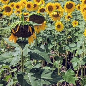 How to Deadhead Sunflowers (3 Simple Steps)