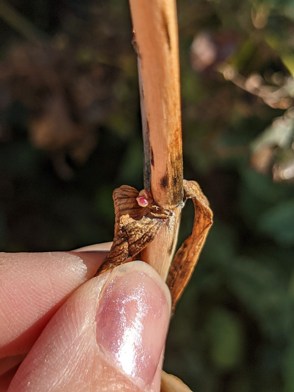 Baby lily bulbil in the leaf axil of a dried lily stem / stalk