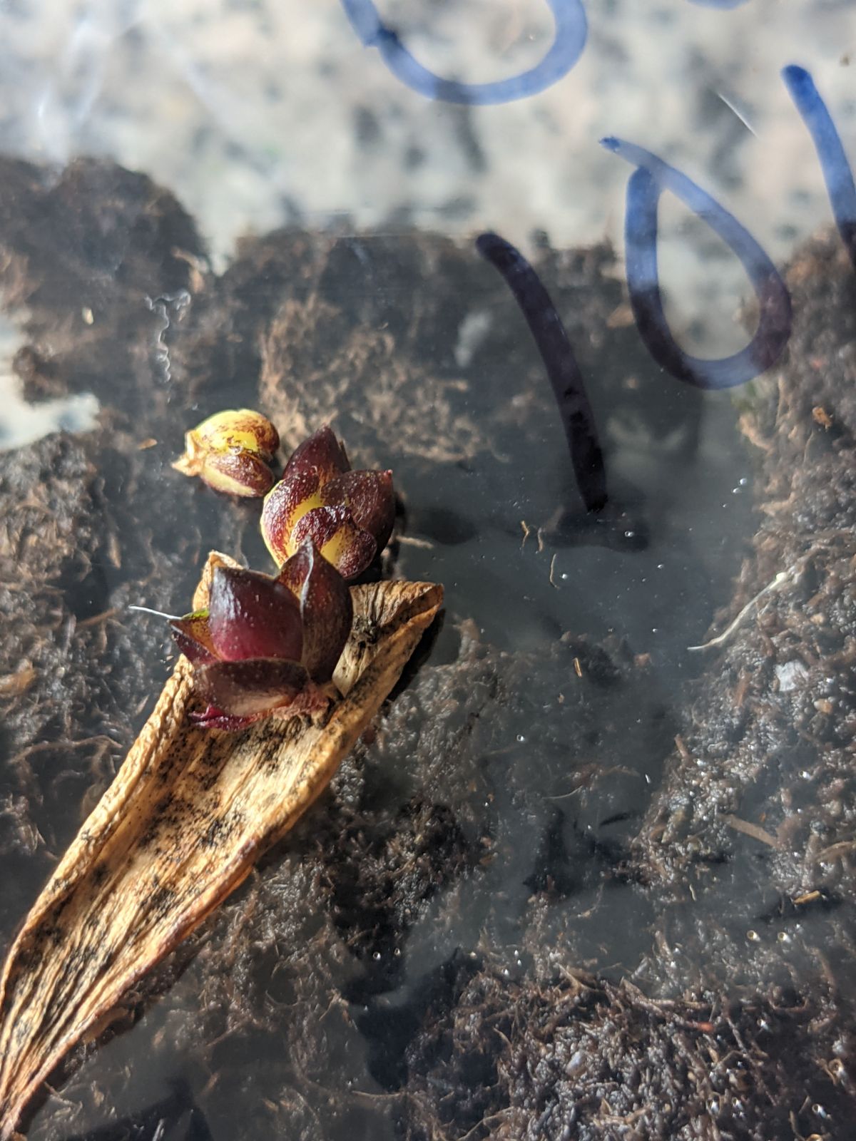 Tiny lily bulblets over a bag of peat moss